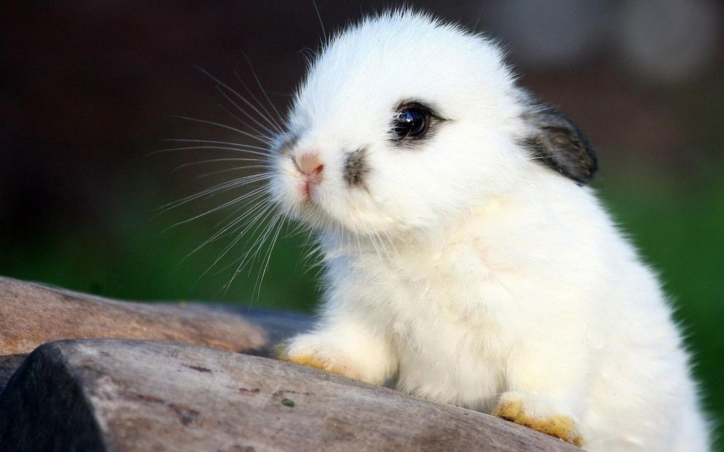 Bunny Petting Zoo