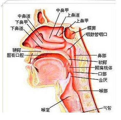 春季鼻炎易复发,做好3件事,远离鼻炎鼻窦炎,生病少