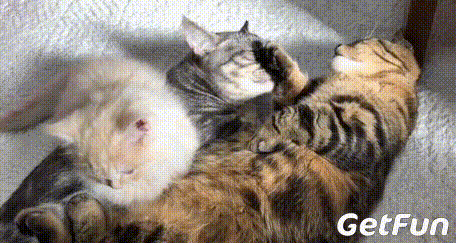 在这个看脸的时代,它们萌萌的样子赢得了不少两脚兽的喜爱