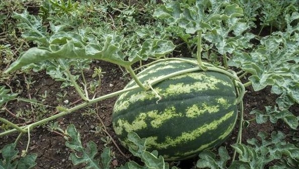 日本瓜种植技术,日本瓜种植技术与管理视频教程