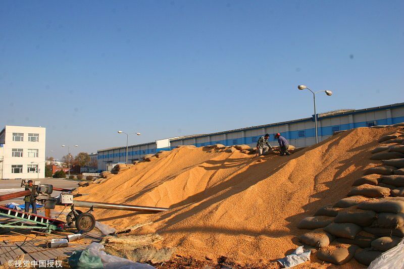 随着天气不断降温,农民朋友关心的玉米价格问