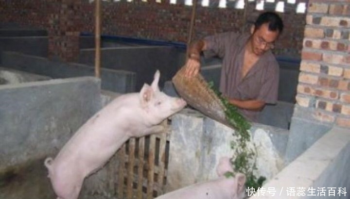 今日大猪价行情