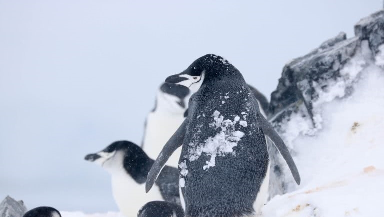 南极洲气温上升,不下雪改下雨,许多小企鹅直接
