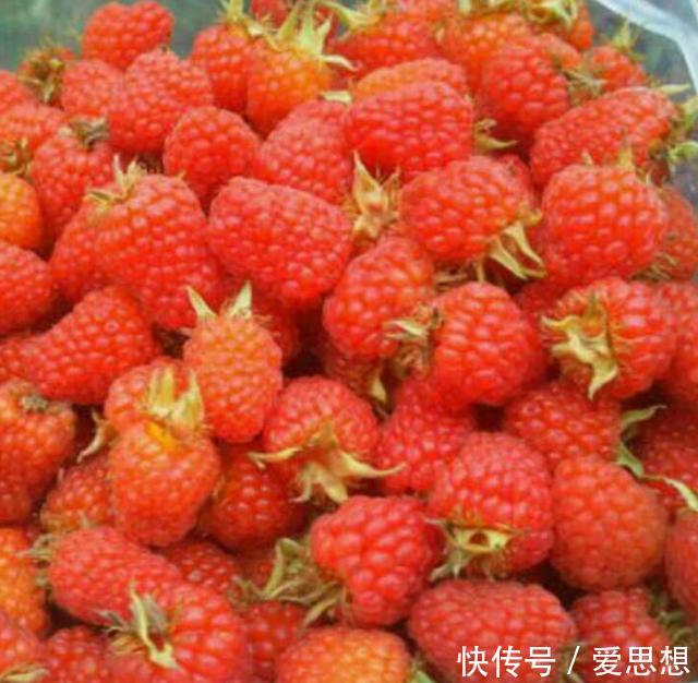 在贵州,有一种水果,是真正的特产,酸甜可口,味道