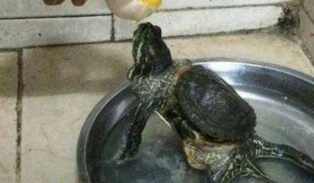 老人养了十年的怪物非说那是乌龟,有人高价购