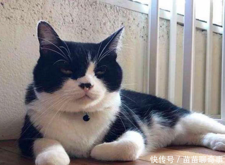铲屎官带猫咪踏青,半路被收养,小奶猫求拦住初中生寒假兼职图片