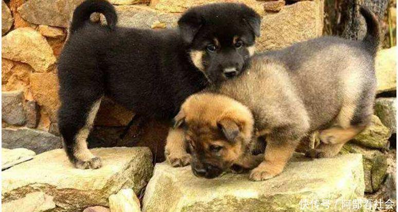 剪了妈妈的旧毛衣给小狗做衣服,狗狗笑了,我哭