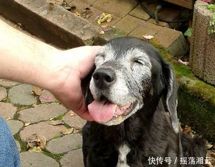 开心一刻松的眼睛是高度近视,戴着一副如啤酒