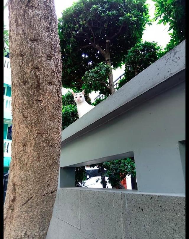 表情天生长了一副猫咪,配上它a表情表情,原谅期末来了眉毛包图片