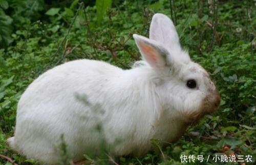 现在养兔子有销路吗?利润和前景怎么样?!