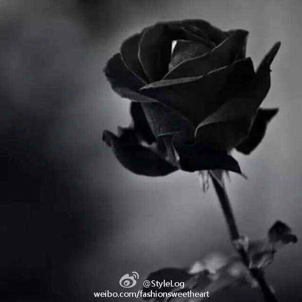 黑玫瑰花的花语是什么_360问答