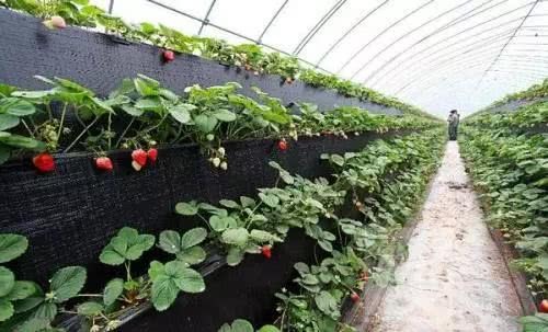 2018年,种什么能一亩地赚五亩的钱?