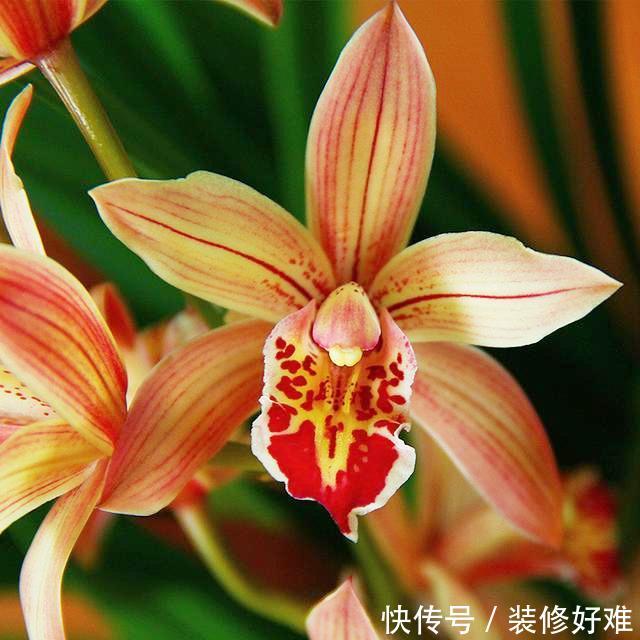 四季花开不断的兰花,花色柔美,香味不输名牌香水,比野草还好养 xbet星投捕鱼