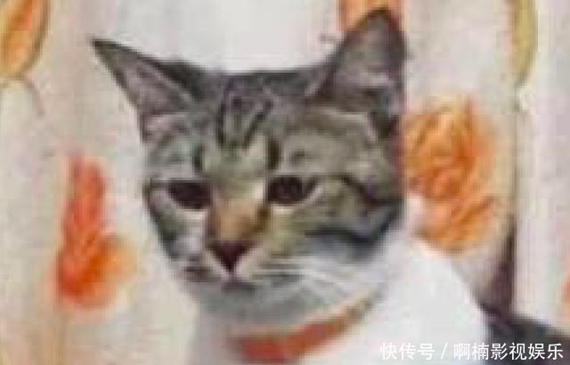 孩子正抱着猫咪吗可爱表情包在的,在远处的表情网友有点a孩子:原图片