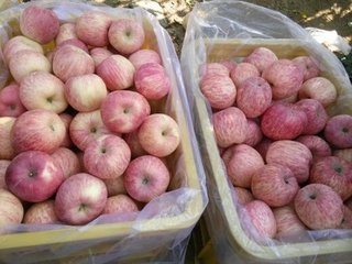 我坐月子婆婆送来两箱苹果,我妈要扔,打开箱子后全家愣住了