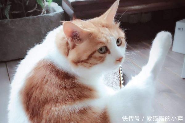 一年四季中,猫咪的身体状况都会有所变化,我们该如何适应和照顾 胜博发网址
