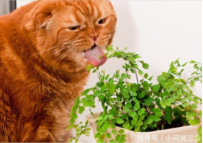 家里小动物总是爱吃花花草草,这些植物可吃不