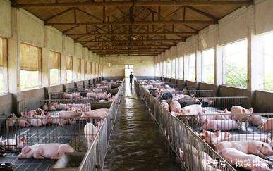大量农村家庭养猪场被叫停!养殖户何去何从?