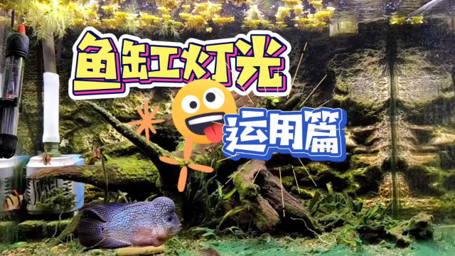 臺灣名人魚缸圖片欣賞， 臺灣名人魚缸圖片欣賞大全 巴卡雷龍魚 第1張