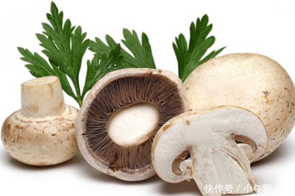 蘑菇有哪些种类?蘑菇生长环境!