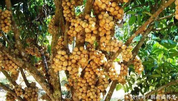 高血糖不能拖,每天来点天然胰岛素,轻松稳定