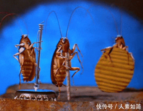 5岁女儿喝完粥之后肺炎住院,医生检查原因,只