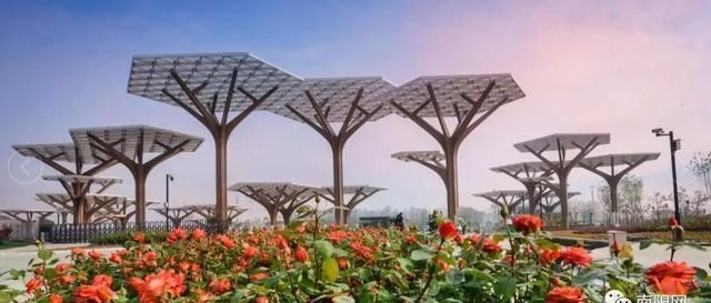 票预约!本消息直达南阳世界月季大观园官网在