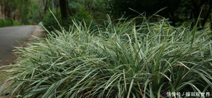 路边一种常见的小草, 泡水喝可以有助睡眠, 你见