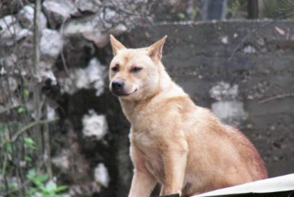 父亲去世后,家狗突然咬住我鞋子就跑,我跟上去后,我顿时傻眼了