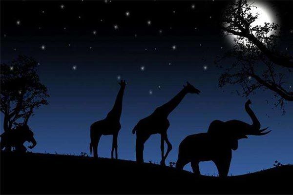 他们将首次探寻黑夜中的动物王国! 温顺却胆小的斑马出现在他们眼前!