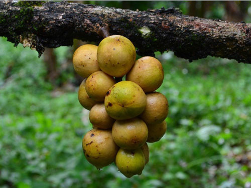 上的水果之王汁多味甜,农村人称它爱情果亦