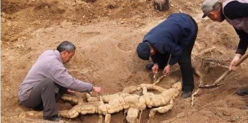 老汉以为自己挖出“千年人参”,挖出来后老汉却傻眼,哀声不断 百万发登入