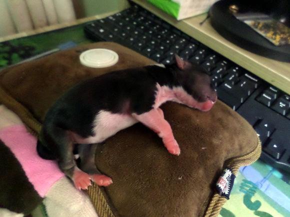 梦境解析,梦见他人怀孕且是男孩的深层含义 梦境解析,梦见他人怀孕且是男孩的深层含义