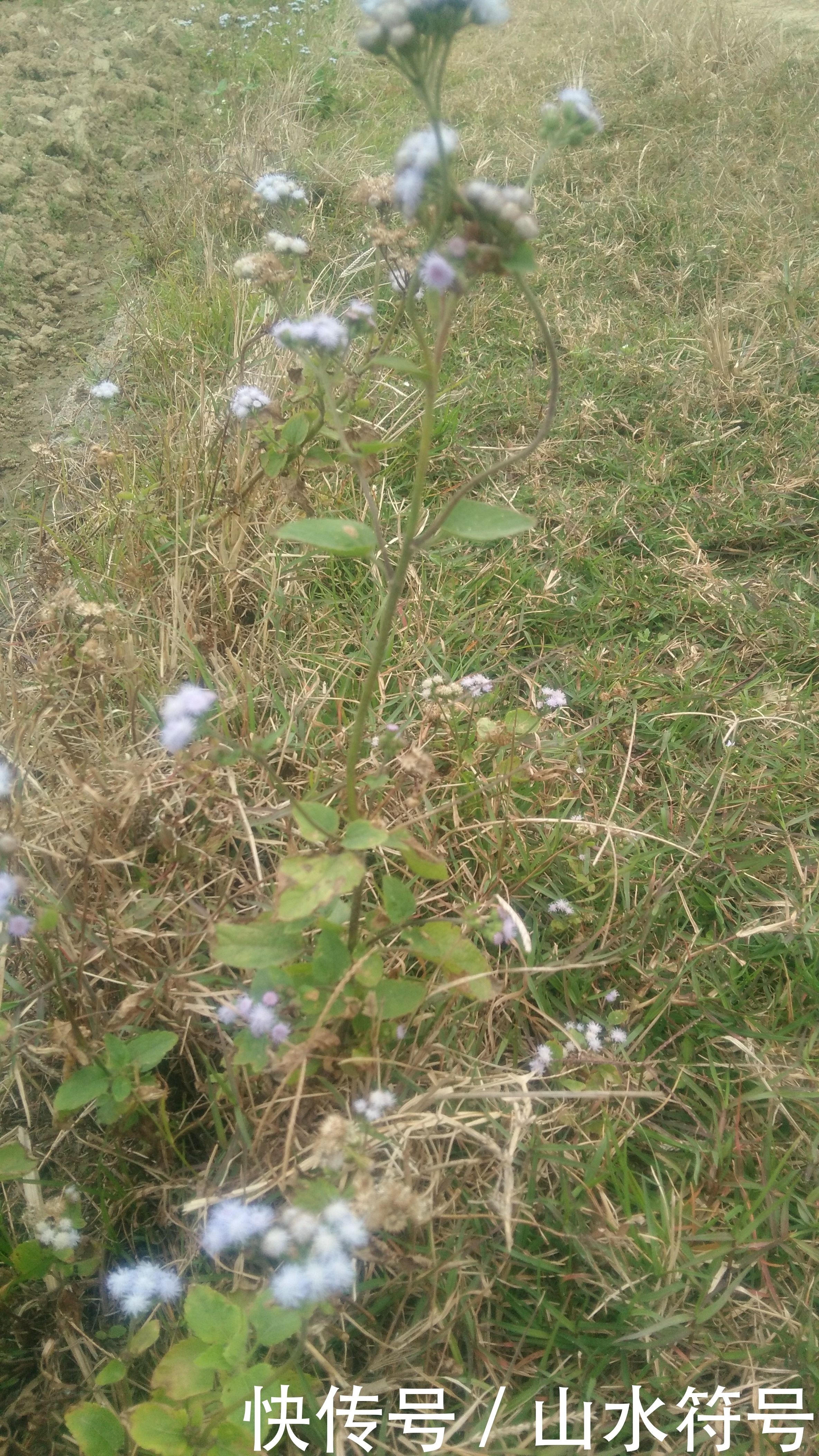 春节后的农田景象广西浦北县白石水