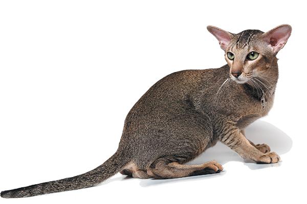 让我们深入了解猫尾巴语言-猫的最迷人的动作