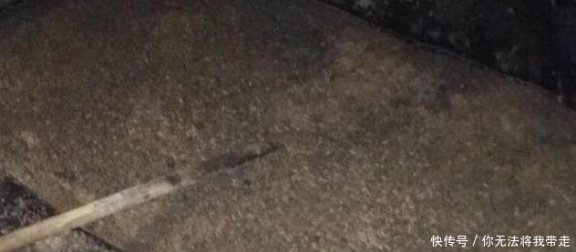 山地出租20元一亩