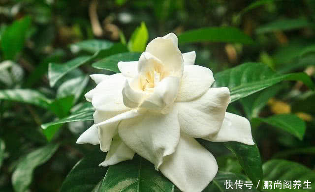 尿酸高别光吃药,不妨每天吃这几种食物,降低尿