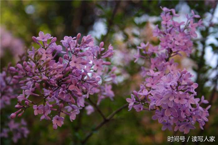 天水新岔村俗称"怕怕梢"洋名紫丁花香遍田野, 香气扑面花香万 【图文