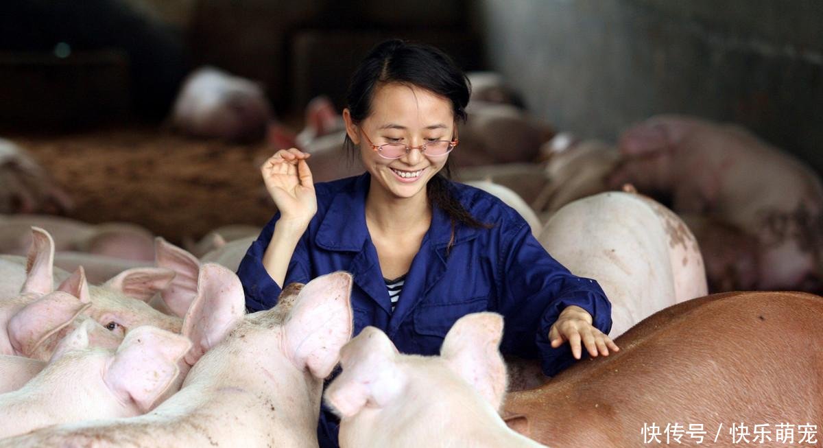 生猪市场展望 2019年养猪人能否挣到钱