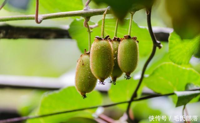 猕猴桃树栽培技术|猕猴桃园春季管理把好四关