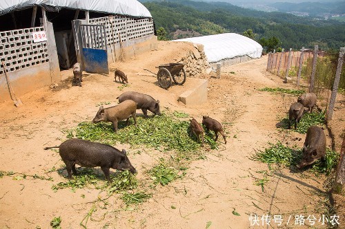 农村夫妻养殖杂交野猪年入50万,遭真野猪入侵