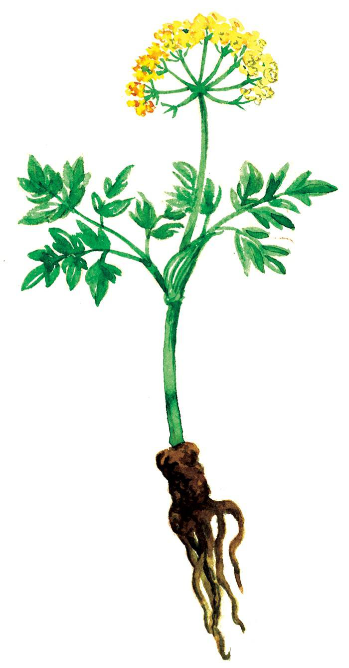 你知道云南都有什么常见的中药材资源吗?-抗衰