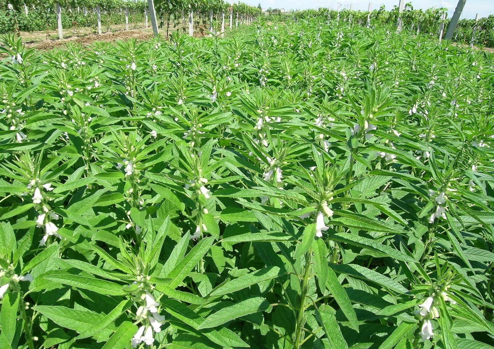 环境问题有哪些