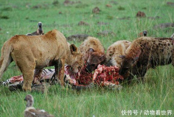 狮子与鬣狗之间凶残的食物争夺之战!竟然会发