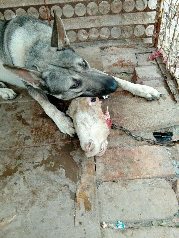 狼青犬民间说法是用狼犬和狼杂交而成 具有典型狼种犬的体貌特征.