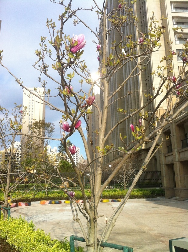 二乔玉兰 二乔玉兰(学名:Magnolia soulangeana Soul.-Bod.),中文名二乔木兰,又名朱砂玉兰,属木兰目,属木兰科大灌木或乔木。高6~10m,为玉兰和木兰的杂交种。叶倒卵形、宽倒卵形,先端宽圆,1/3以下渐窄成楔形。主要分布于中国大陆的广州、杭州、昆明等地。聚合果长约8cm,卵形或倒卵形,熟时黑色,具白色皮孔,花期4月;果期9~10月。广泛用于公园、绿地和庭园等孤植观赏。