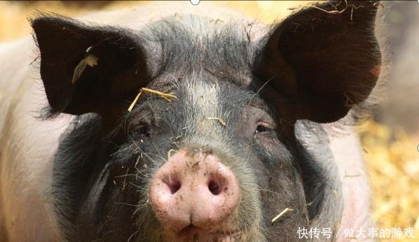 预防和治疗猪流感,了解它的症状是关键,养殖户