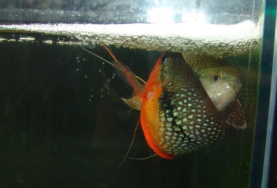 小香珍珠马甲牌子好不好 哪款好评价