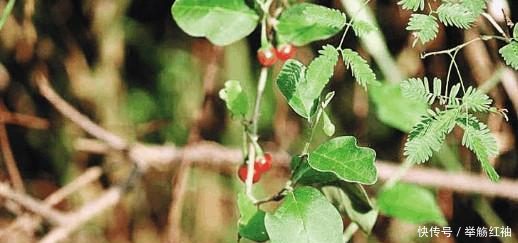 农村有一种叫假茄子的野果,虽然不能吃但是可