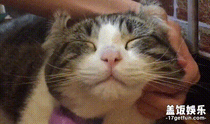 你家猫咪有没有做过一件让你刮目相看的事?